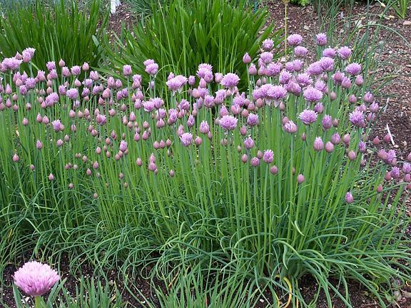 CHIVE HERB * 100 SEEDS * GOURMET *