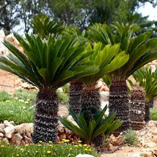 10 King Sago Palm Seeds (Cycas Revoluta) Rare Tropical Prehistoric Cycad Hardy-8