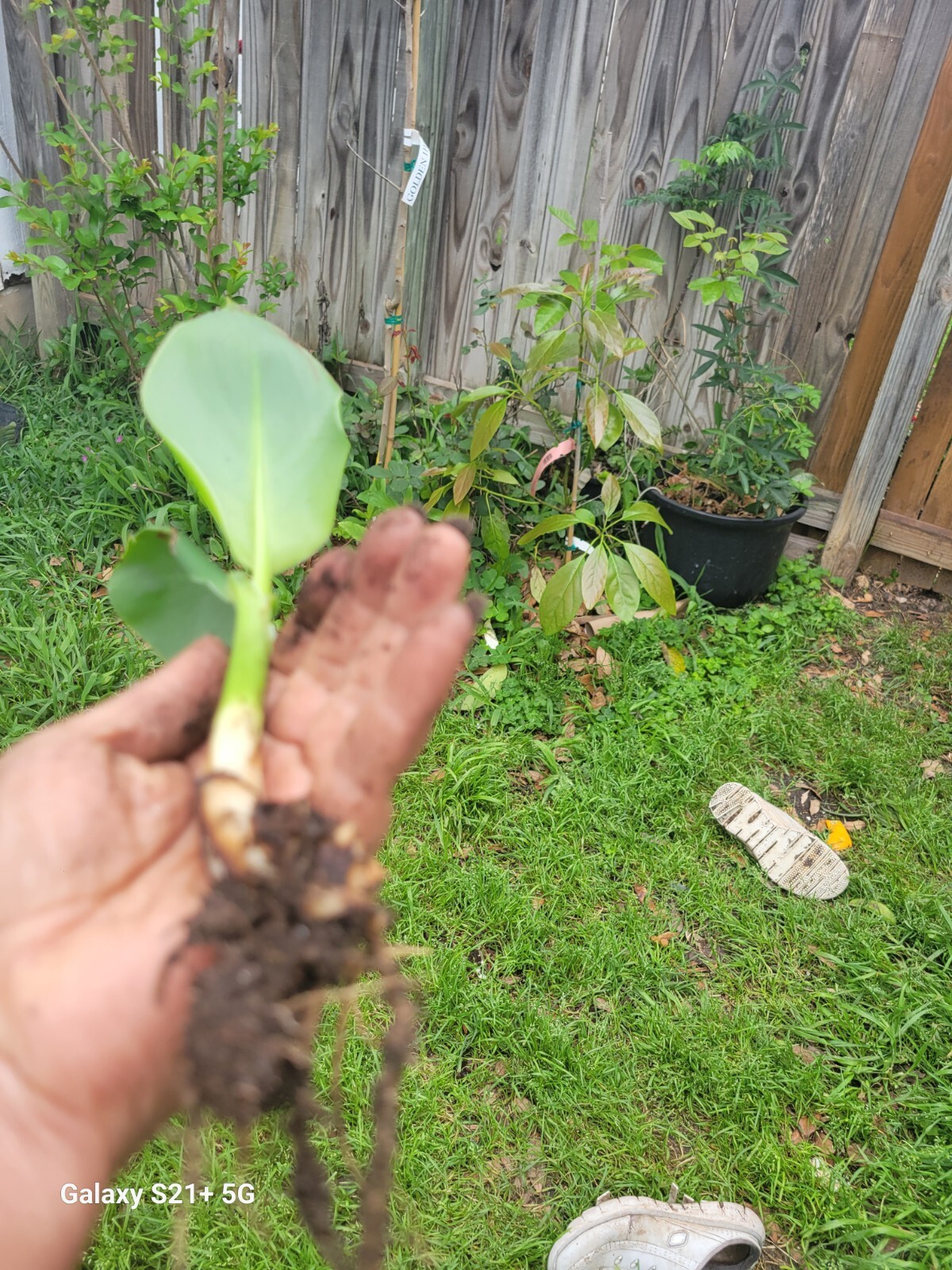 1 Red Canna Plant Red Flowers Tall Plan Of ( Leaf Lily Rhizomes