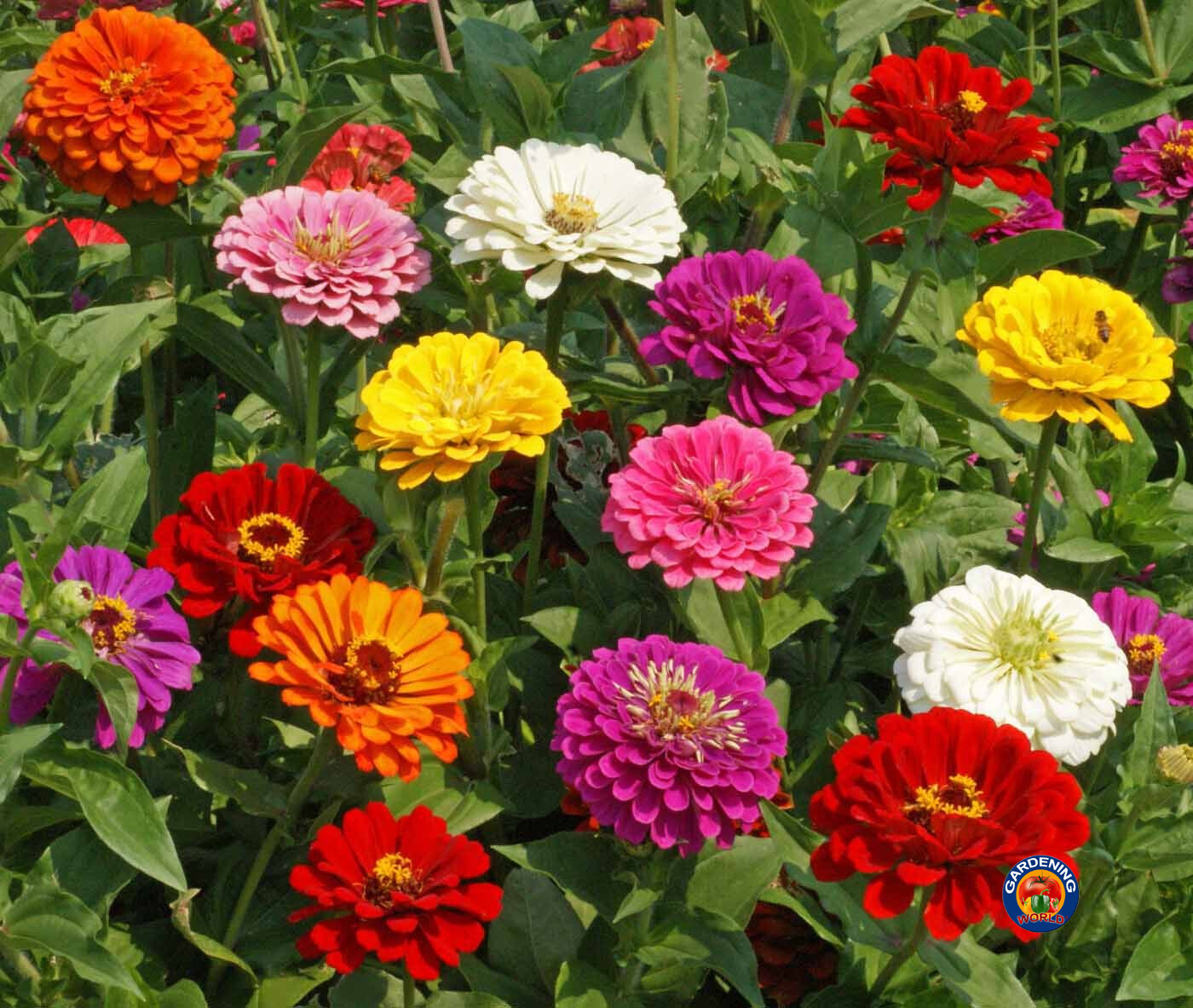 250 Zinnia “California Giants Mix” Flower Seeds Zinnia Elegans
