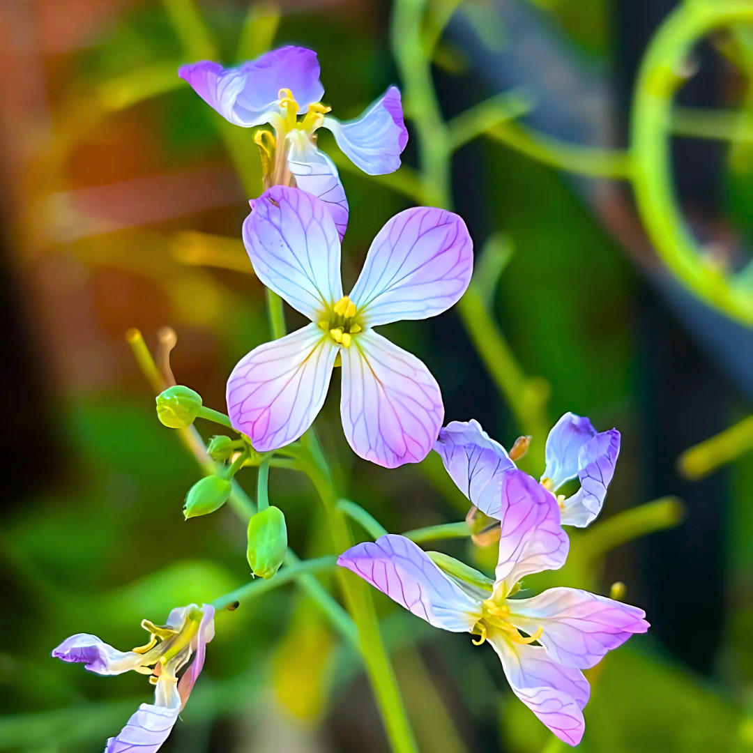 Fresh Rat Tail Radish Seeds | Radish | Heirloom Non-GMO | Asian Vegetables