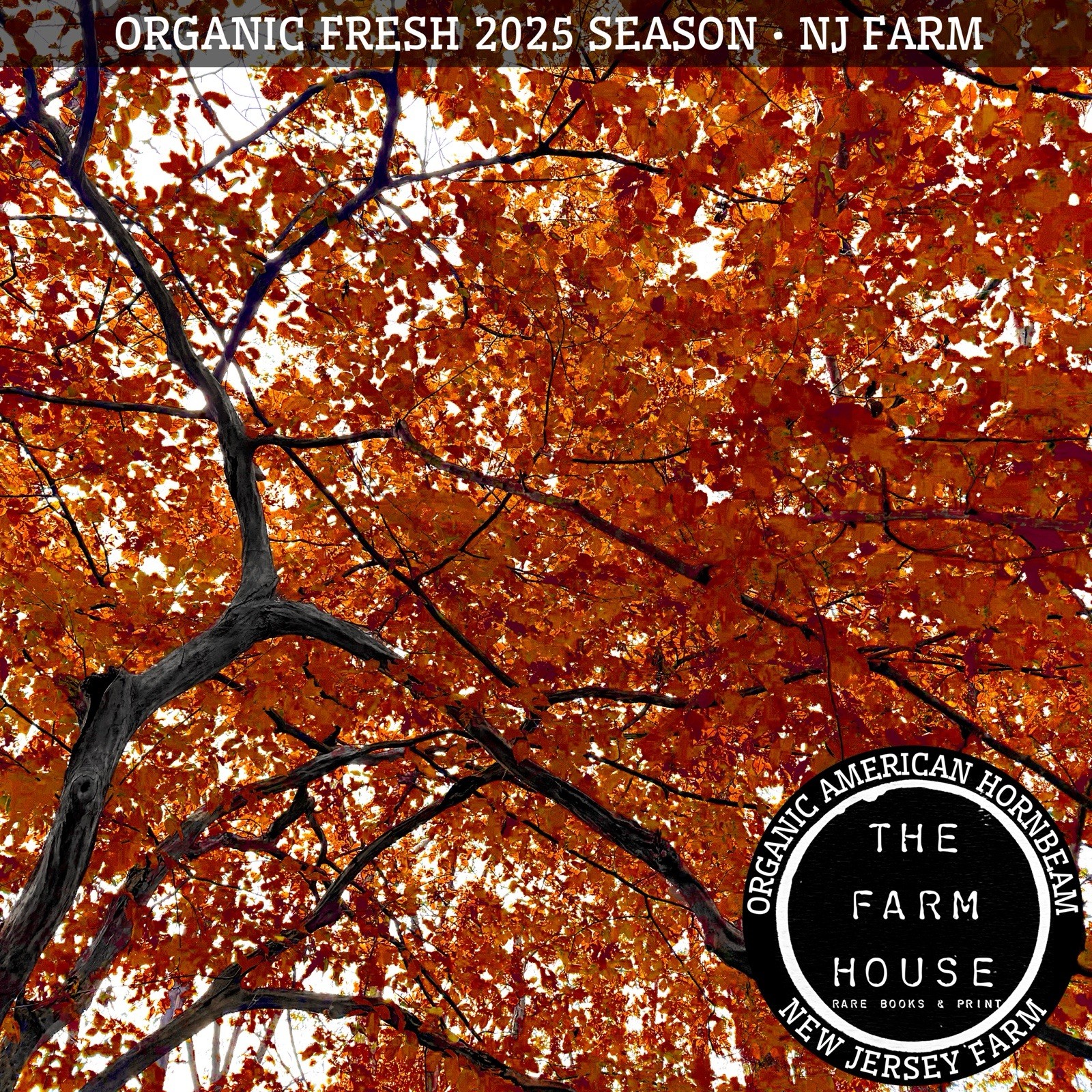 25 AMERICAN HORNBEAM TREE (Carpinus Caroliniana) NJ Organic Farm – 2025 Harvest