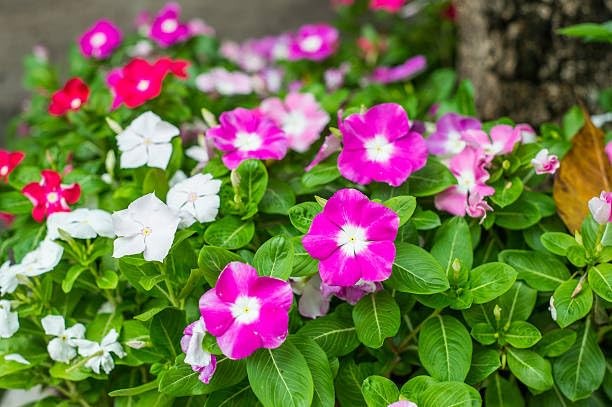 Periwinkle Flower Seeds for Planting – 1000+ Mixed Vinca Colors, Non-GMO