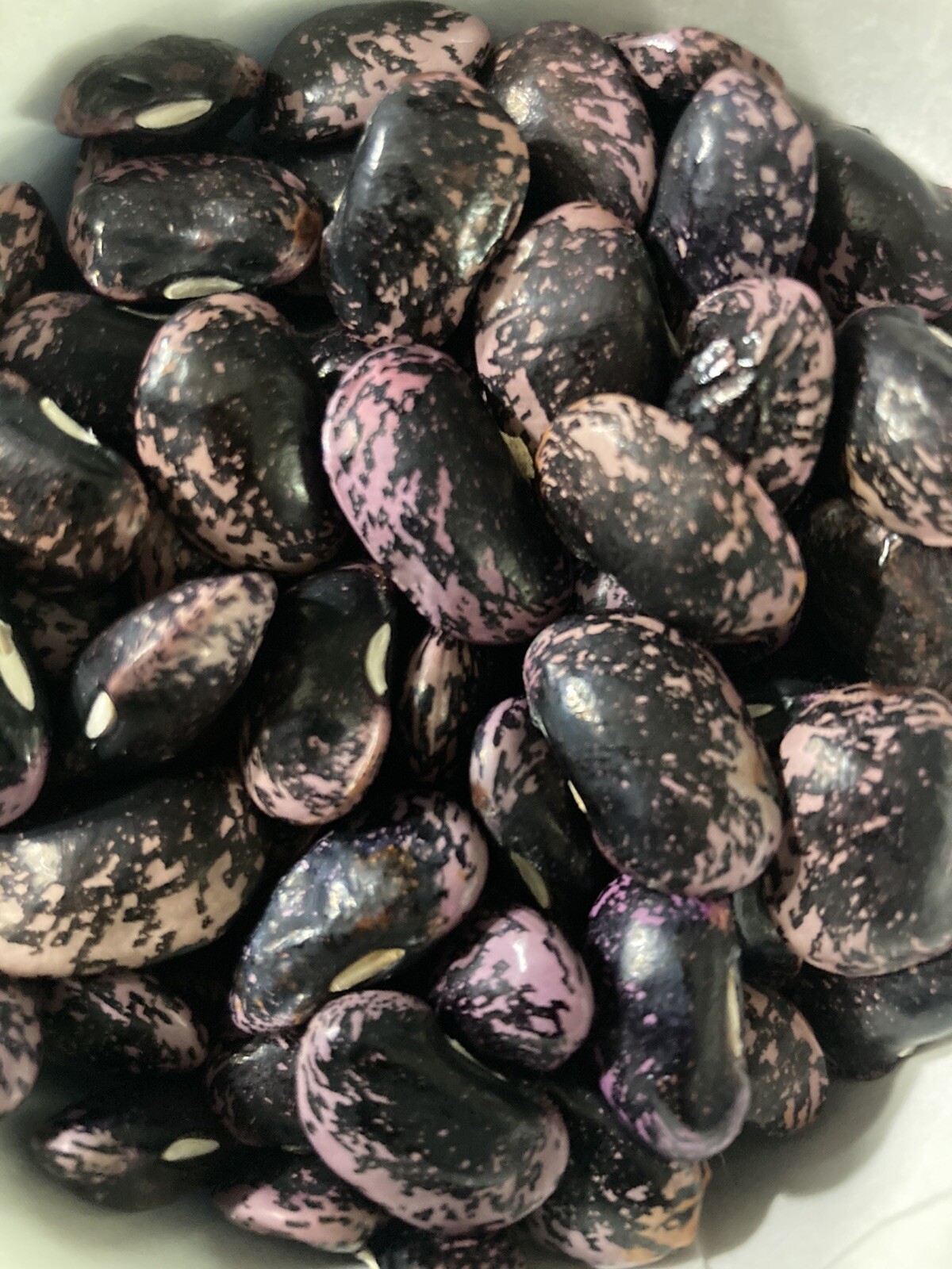 Scarlet Runner Bean Pole 10 Fresh Seeds Garden Planting Non-GMO