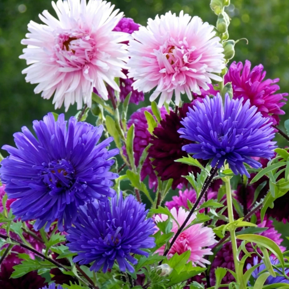 Bachelor Button Cornflower Mixed Seeds | NON-GMO | Heirloom | Fresh Garden Seeds
