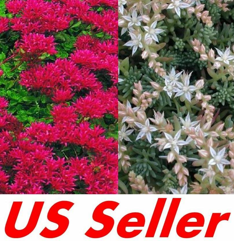 200 Seeds Sedum Dragon’s Blood Sedum Hispanicum B125-B126 Stunning Ground Colors