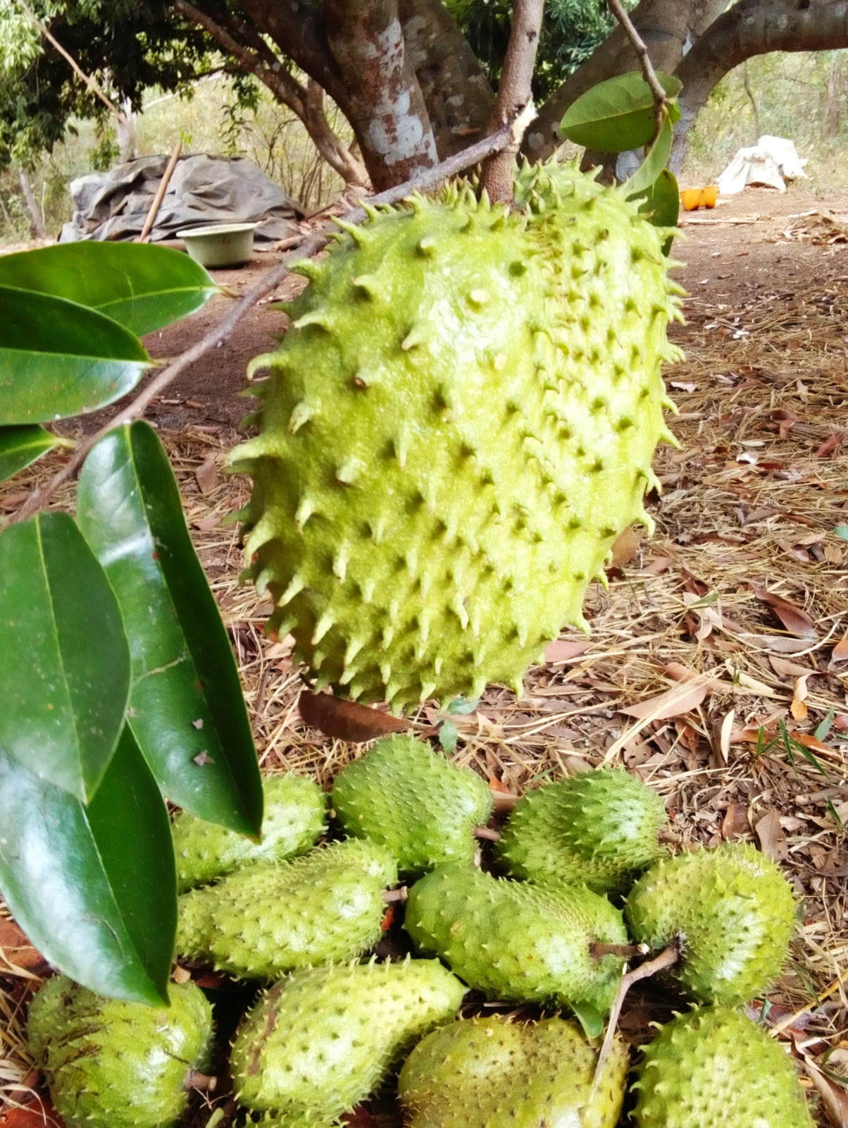 Soursop Tree Seeds – For 2026 Planting Graviola Guanabana Pignon Corossol
