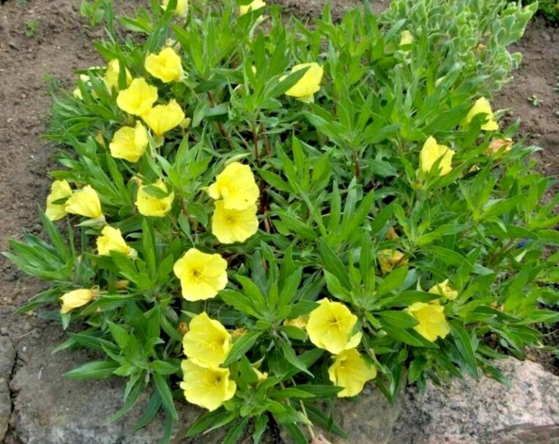 30 Missouri Primrose Seeds – Dwarf Yellow Perennial Wildflower for Rock Garden