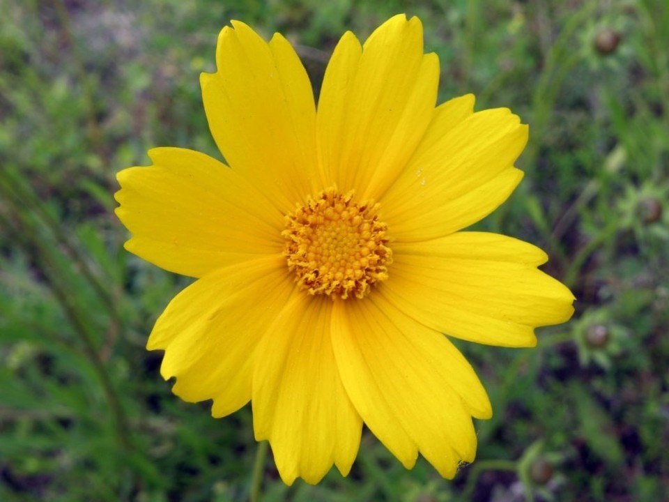 100 Seeds Lance-Leaf Coreopsis (Coreopsis lanceolata) Tickseed Organic Non-GMO