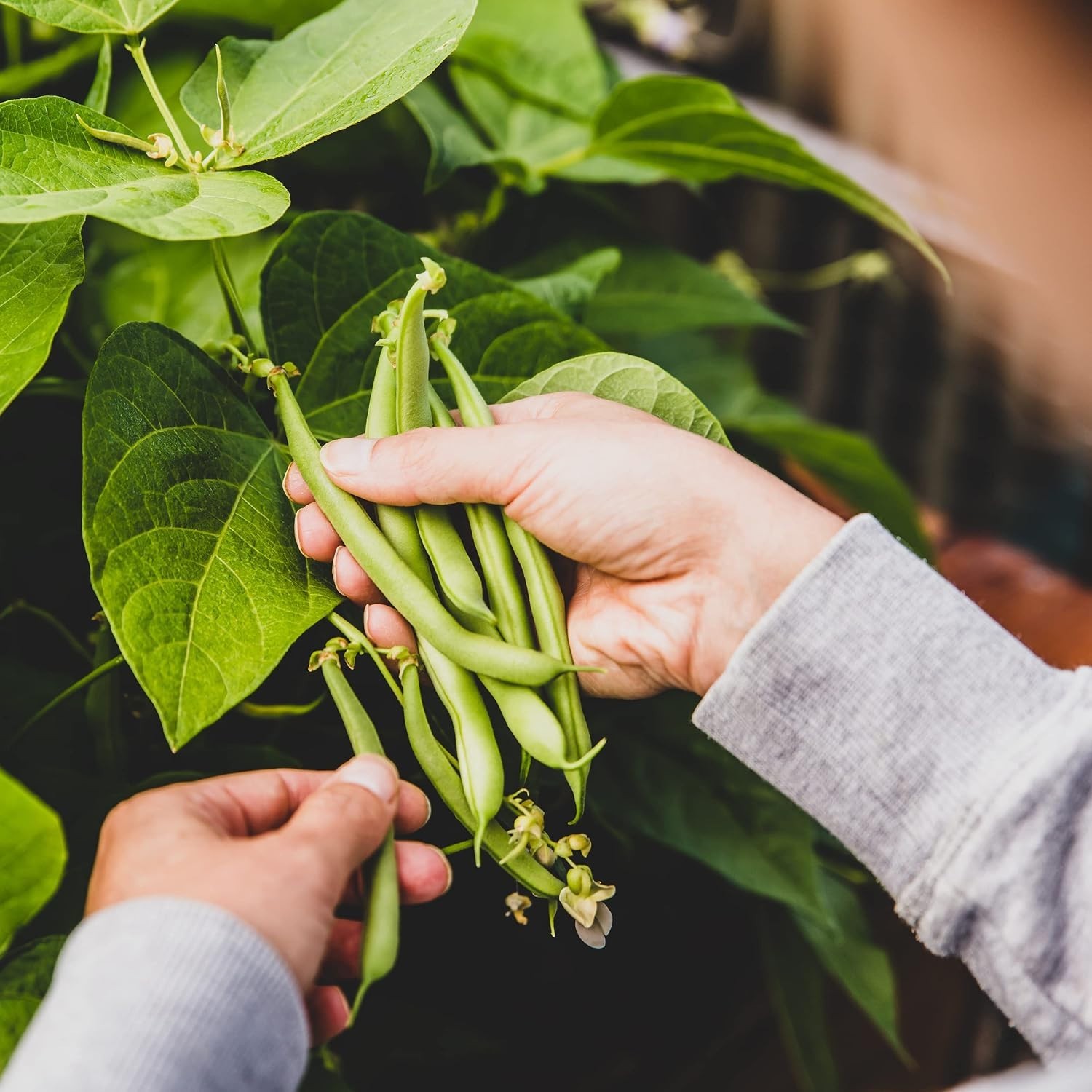Heirloom Organic Blue Lake Bush Bean Seeds – 55 Non-GMO Seeds for Easy Harvest
