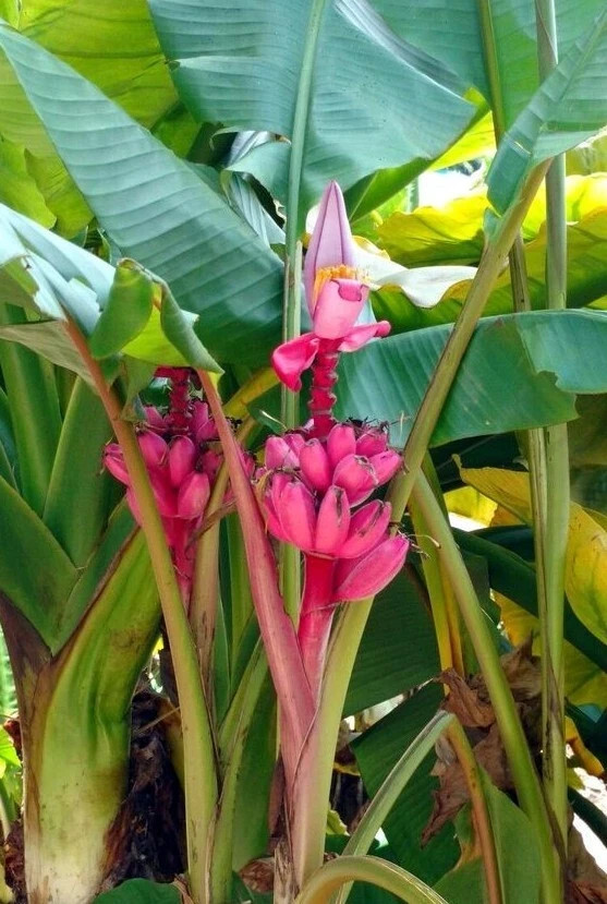 Banana Tree Seed Mix – Dwarf Pink Musa velutina & Dwarf Acuminata Tropical Fruit
