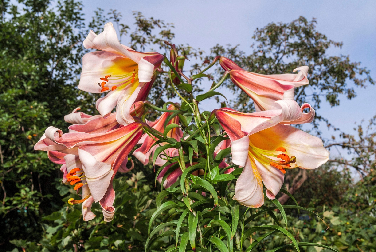 10 REGAL TRUMPET LILY Royal King’s Lilium Regale White Pink Yellow Flower Seeds