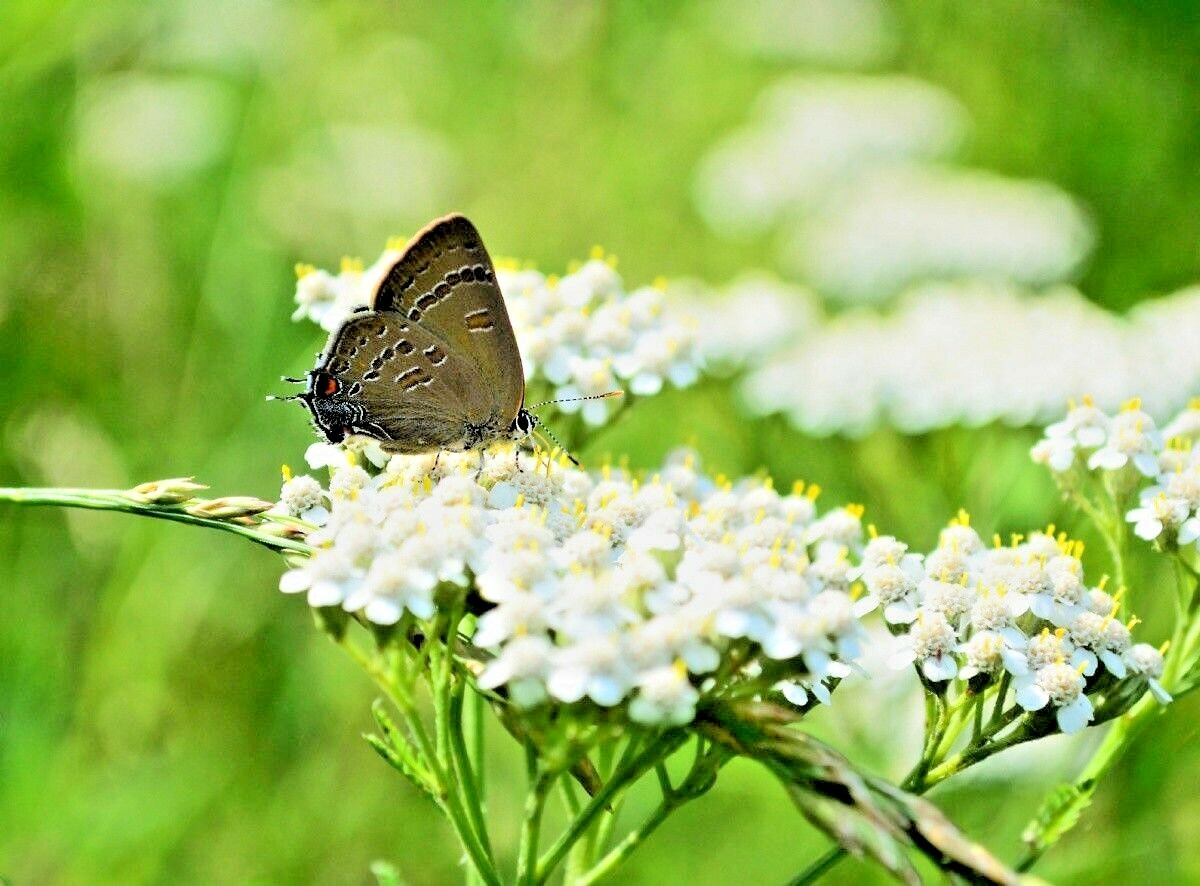 1000+WHITE YARROW Flower Seed Milfoil Perennial Native Wildflower Medicinal Herb