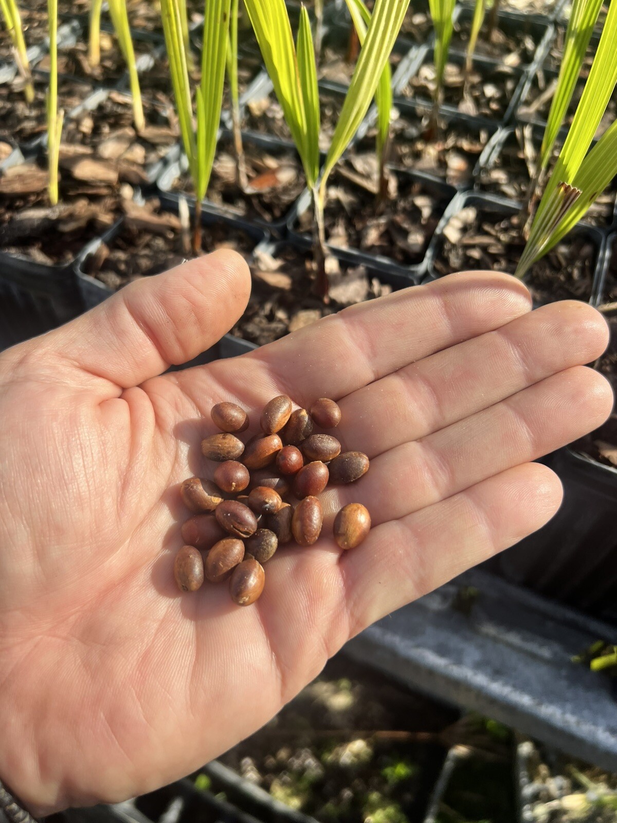 Silver Saw Palmetto Seeds Florida 10 seeds