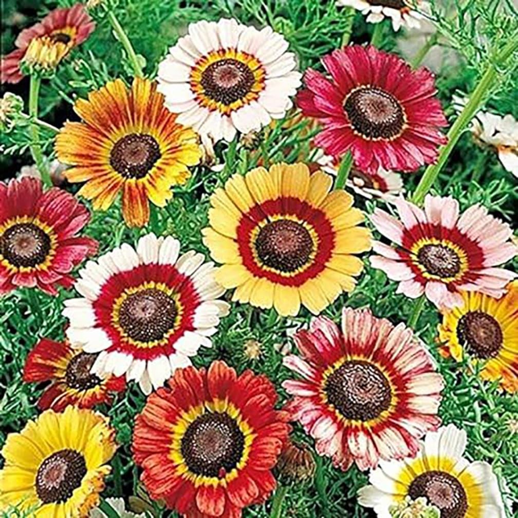 1000 Rainbow Painted Daisy Seeds – Wonderful Cut Flower