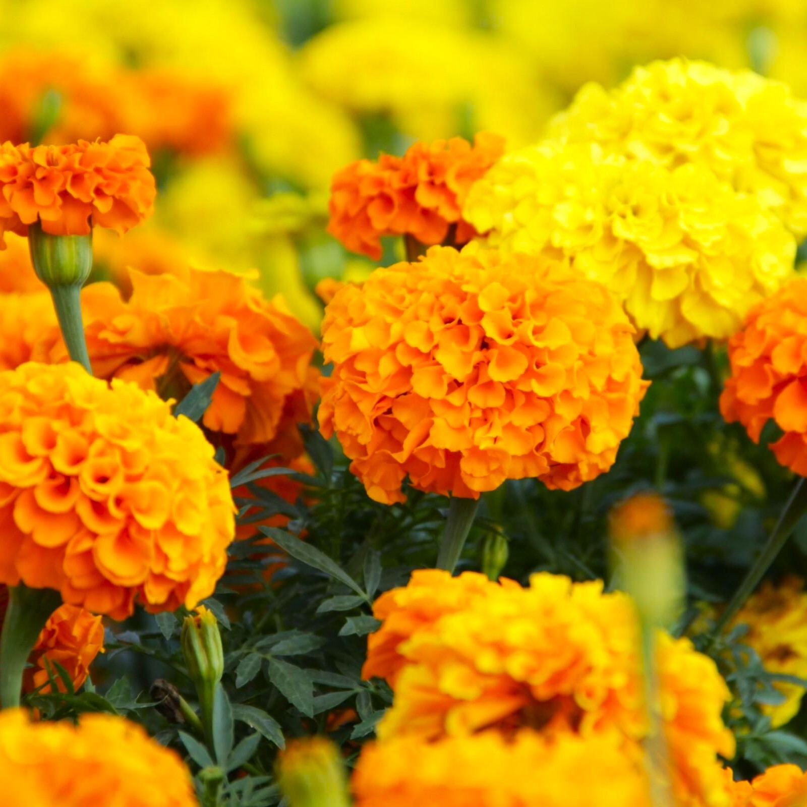 Cracker Jack Mix African Marigold Seeds | Tagetes Flower Seed 2024 Fast Shipping