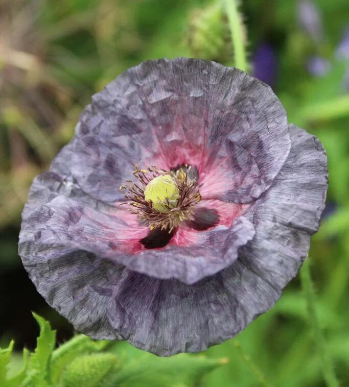 Poppy Shirley Amazing Grey -15 Seeds -Smoky Shades, Great Cut Flower – P. Rhoeas