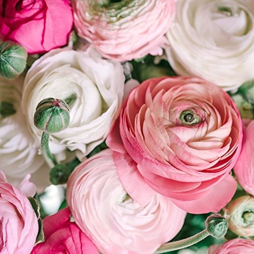 Ranunculus Pastel Mix – Persian Buttercup Bulbs (Not Seeds) Colors Will Vary