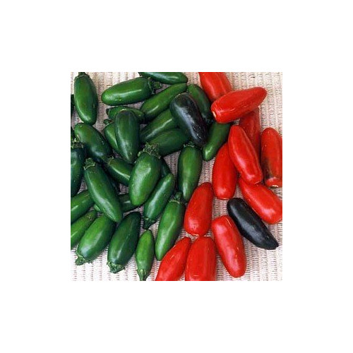 Pepper Hot Serrano Great Heirloom Vegetable by Seed Kingdom 1/4 Lb Seeds