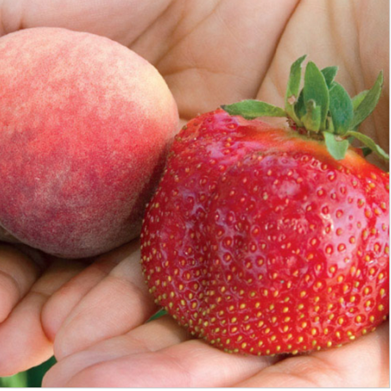 RARE GIANT STRAWBERRY fruit Tree 20 SEEDS- Combined Shipping disc (USA seller)