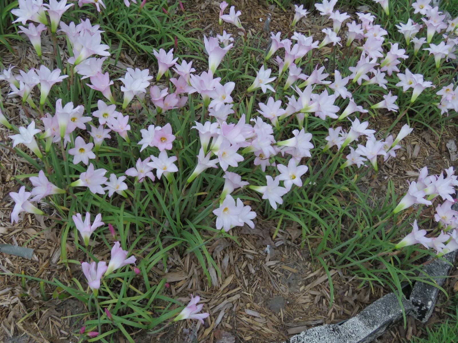 Rain Lily, Habranthus Argentina Pink, 2 bulbs, NEW, RARE, zephyranthes
