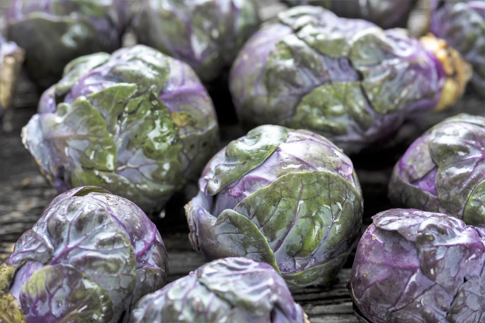70 RED Ball BRUSSEL SPROUT Brussels Sprouts Brassica Oleracea Vegetable Seeds