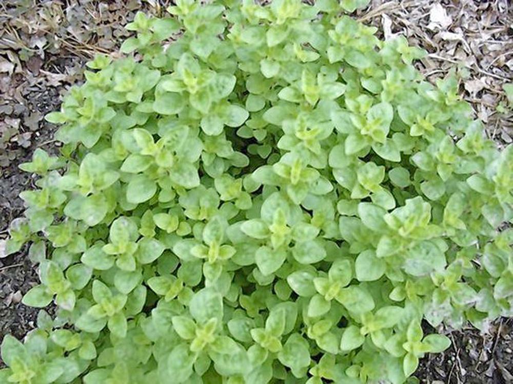OREGANO, ITALIAN, HERB SEED, HEIRLOOM, 20+ SEEDS, HEALTHY N TASTY HERB
