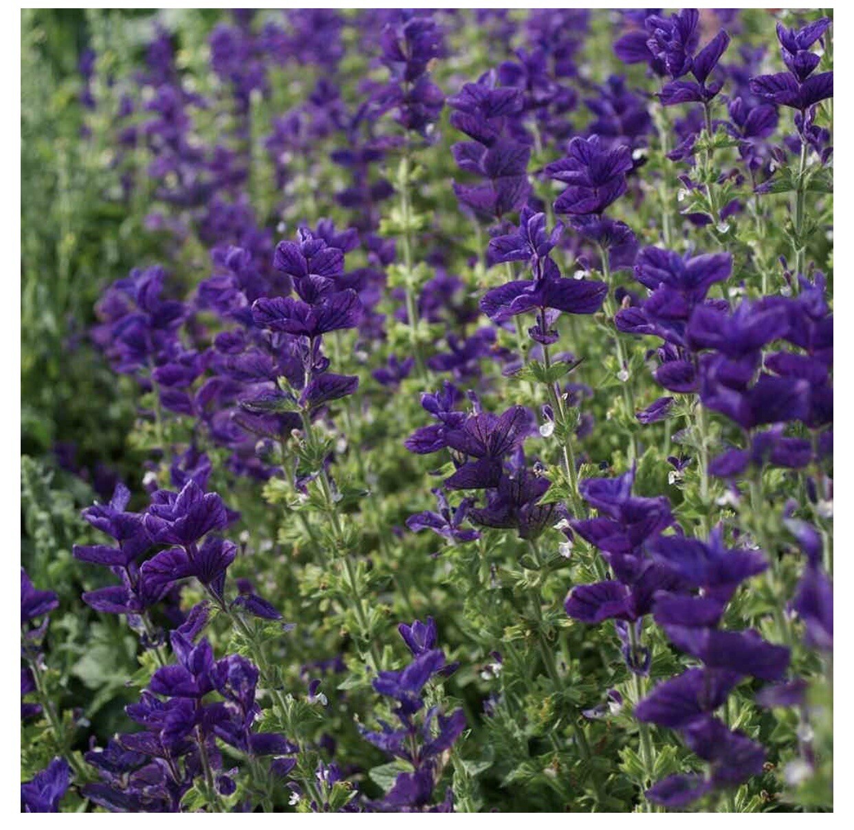 50 BLUE Monday CLARY SAGE Salvia Viridis Horminum Herb Flower Seeds