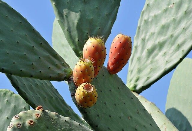 Opuntia ficus-indica | Cactus Pear | Prickly Pear Cactus | 10 Seeds