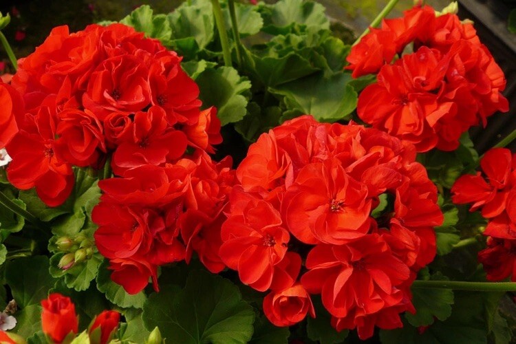 Red Geranium – 10 Seeds 2024 – USA
