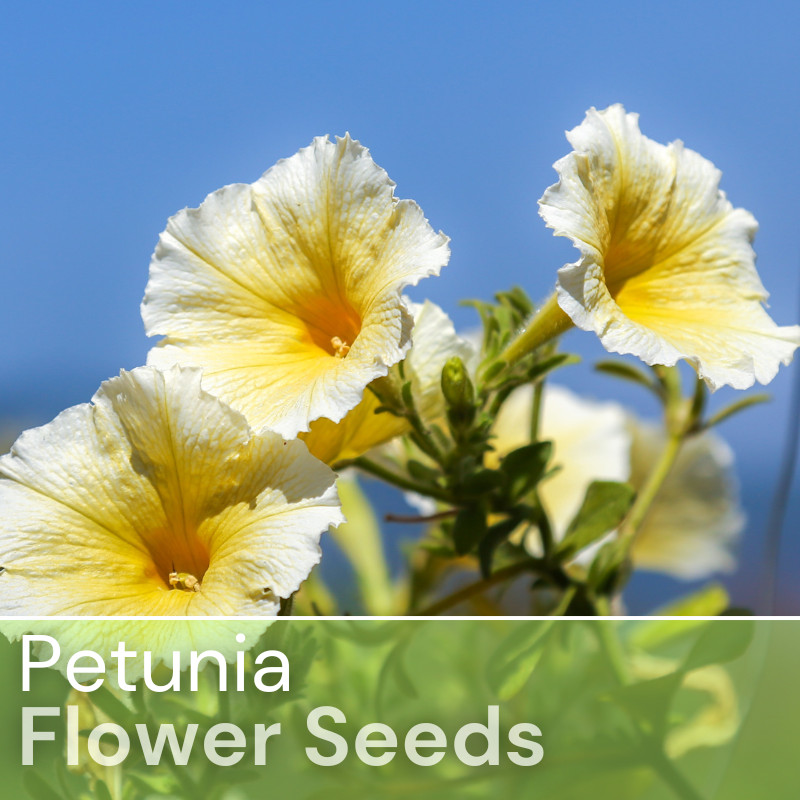 1000+ Sun Grand Petunia Seeds US SELLER Perennial Flowers Seed Annual Bulk