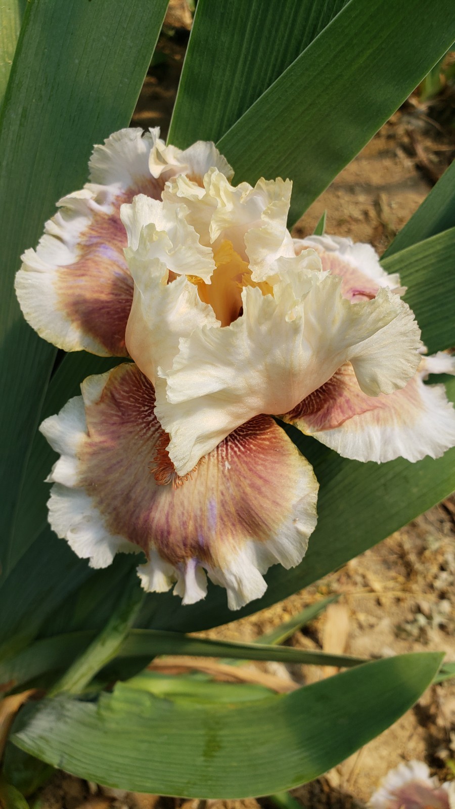 Tall Bearded Iris Apricot Smoothie