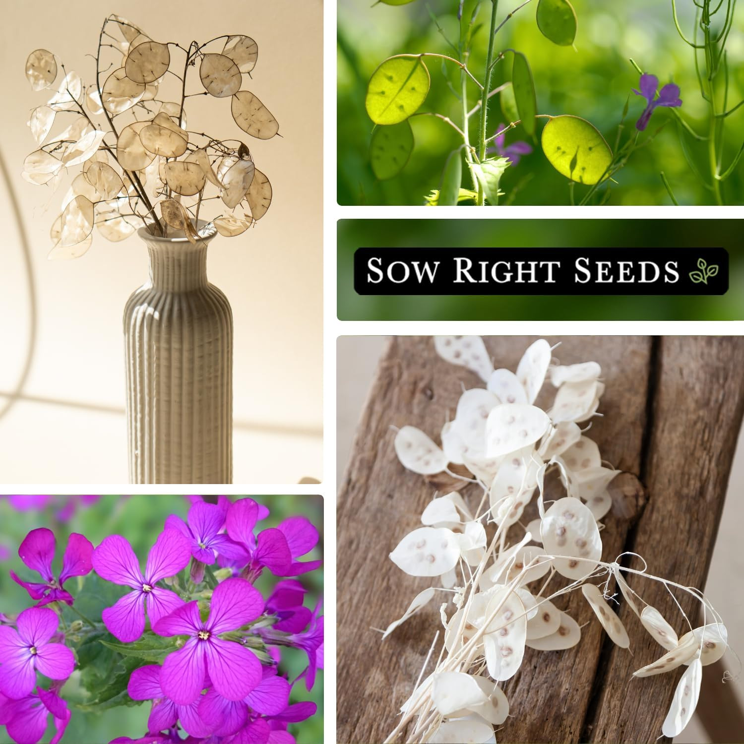 Sow Right Seeds – Money Plant Seeds – Honesty or Silver Coin Plant – Non-Gmo Hei