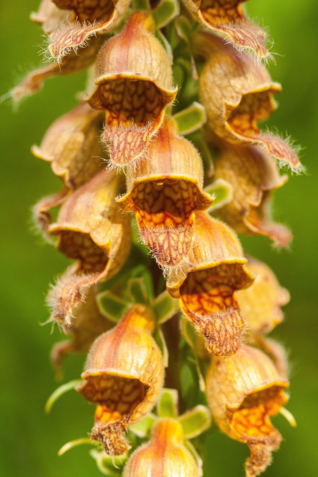 1000 Seeds MIXED FOXGLOVE Digitalis Purpurea Flower Seeds