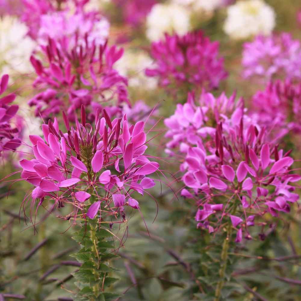 2000 Seeds Spider Flower Drought Tolerant Cleome Violet Queen Garden Flower Seed