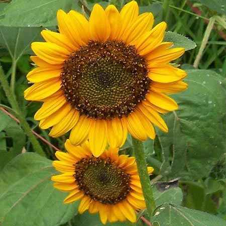8 Species Mix Sunflower Seeds For Planting Assorted Variety Sun Flower Seed 2024