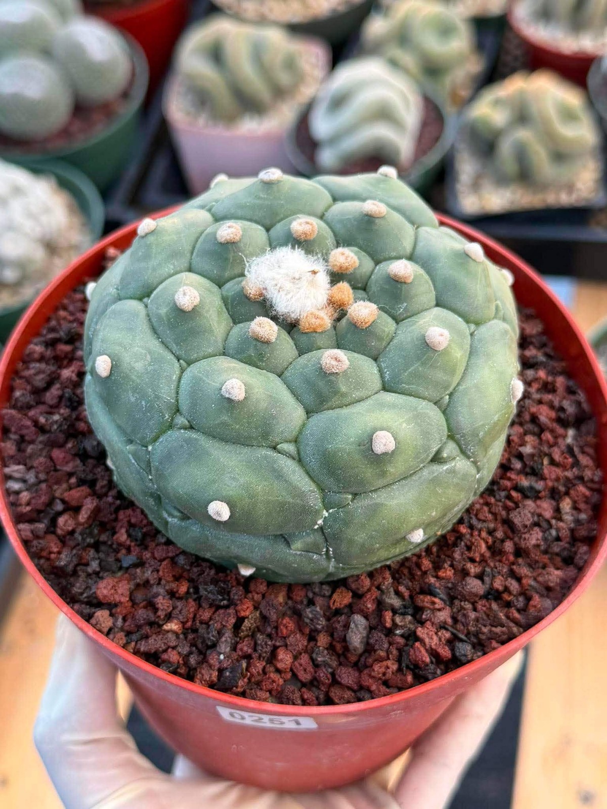 Astrophytum Kikko Turtle Form #251 | Rare Collector Cactus