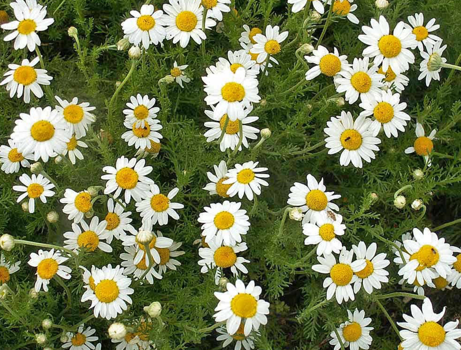 Roman Chamomile Seeds