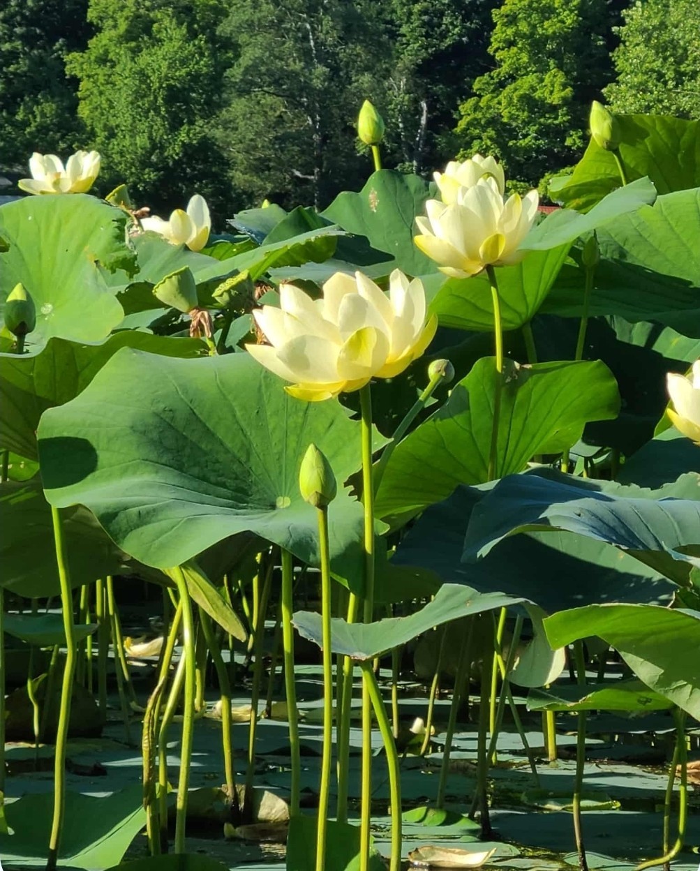40 Seeds Yellow Lotus Flower Seeds American Water Lily – Pots or Pond!