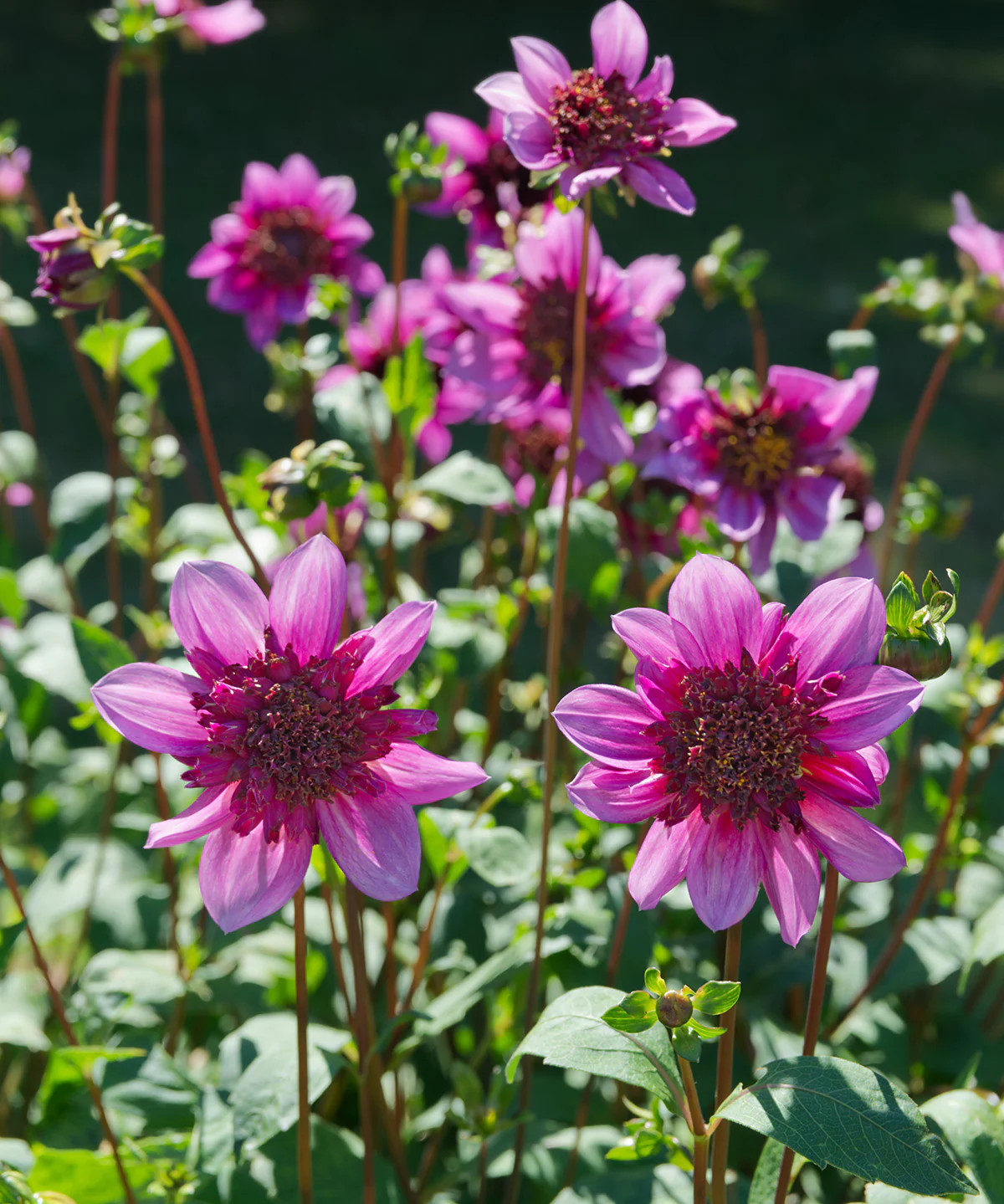 Blue Bayou Anemone Dahlia – 3 root divisions