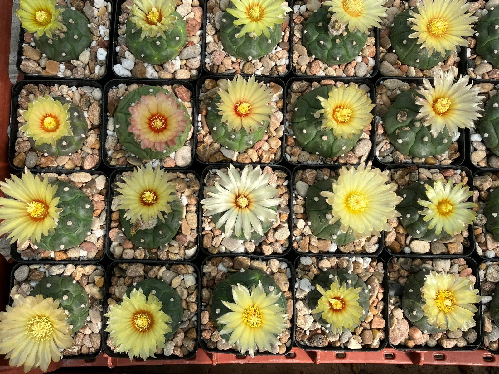 Seed- Astrophytum asterias cv. Turtle kikko 25–100 seeds (2025)