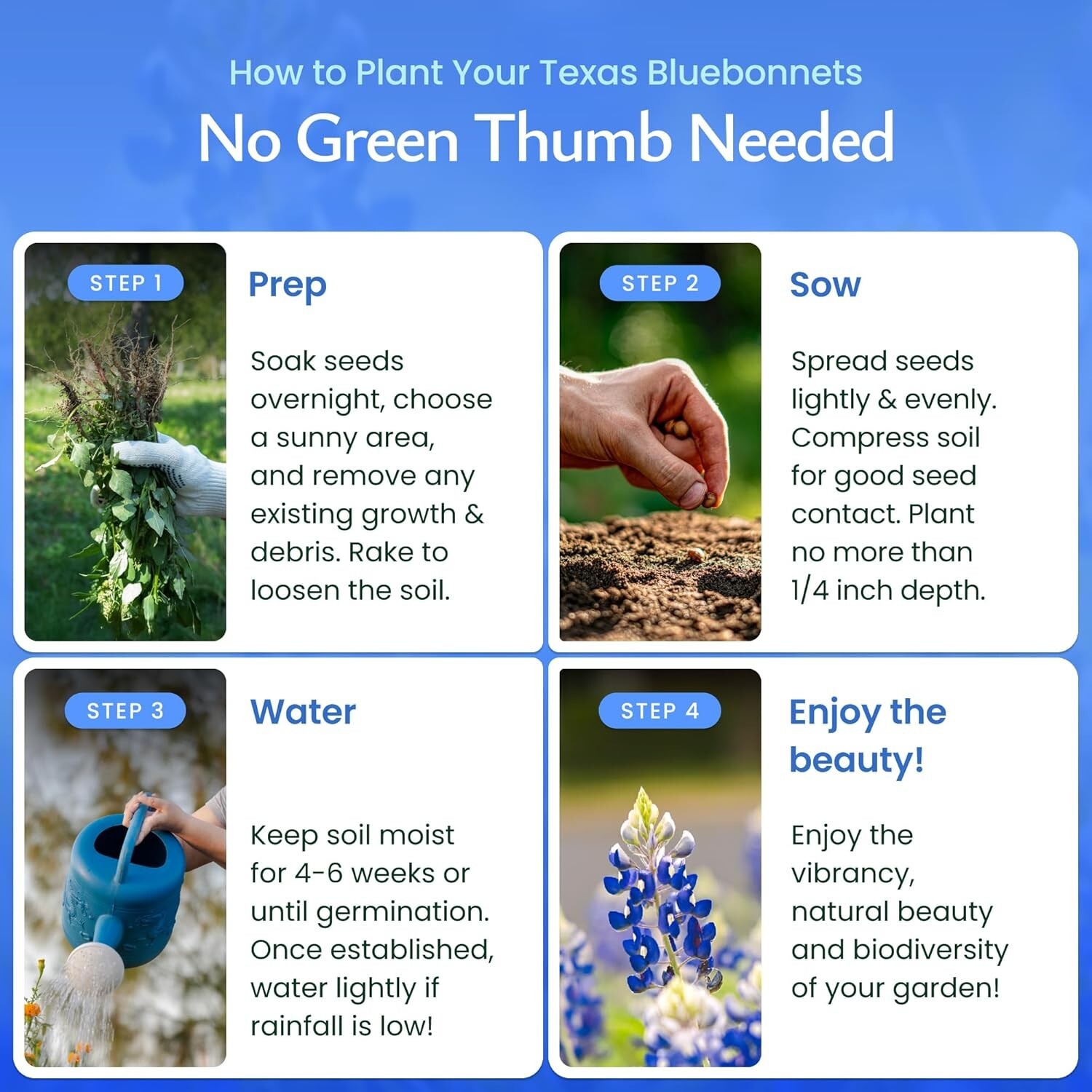 Texas Bluebonnet Wildflower Seeds (Lupinus Texensis) – over 750 Premium Seeds –