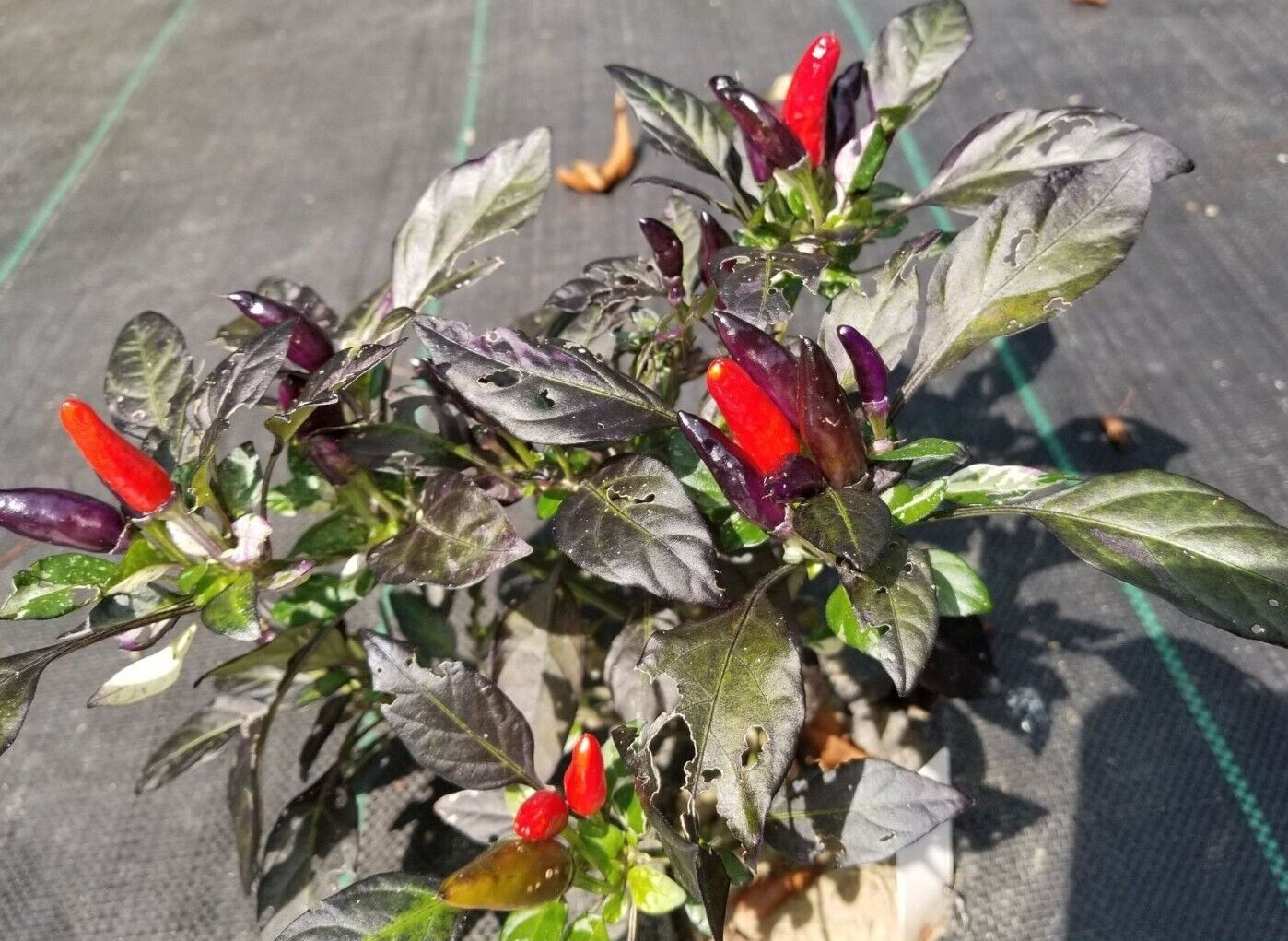 Midnight Mass Pepper 12 Seeds