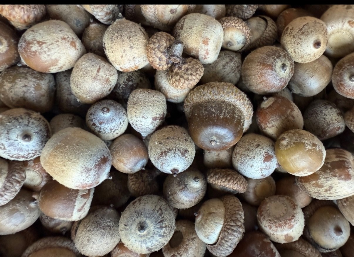 60 NORTHERN RED OAK ACORNS for Seeds or Crafts Fresh 2025 From PA FREE SHIPPING