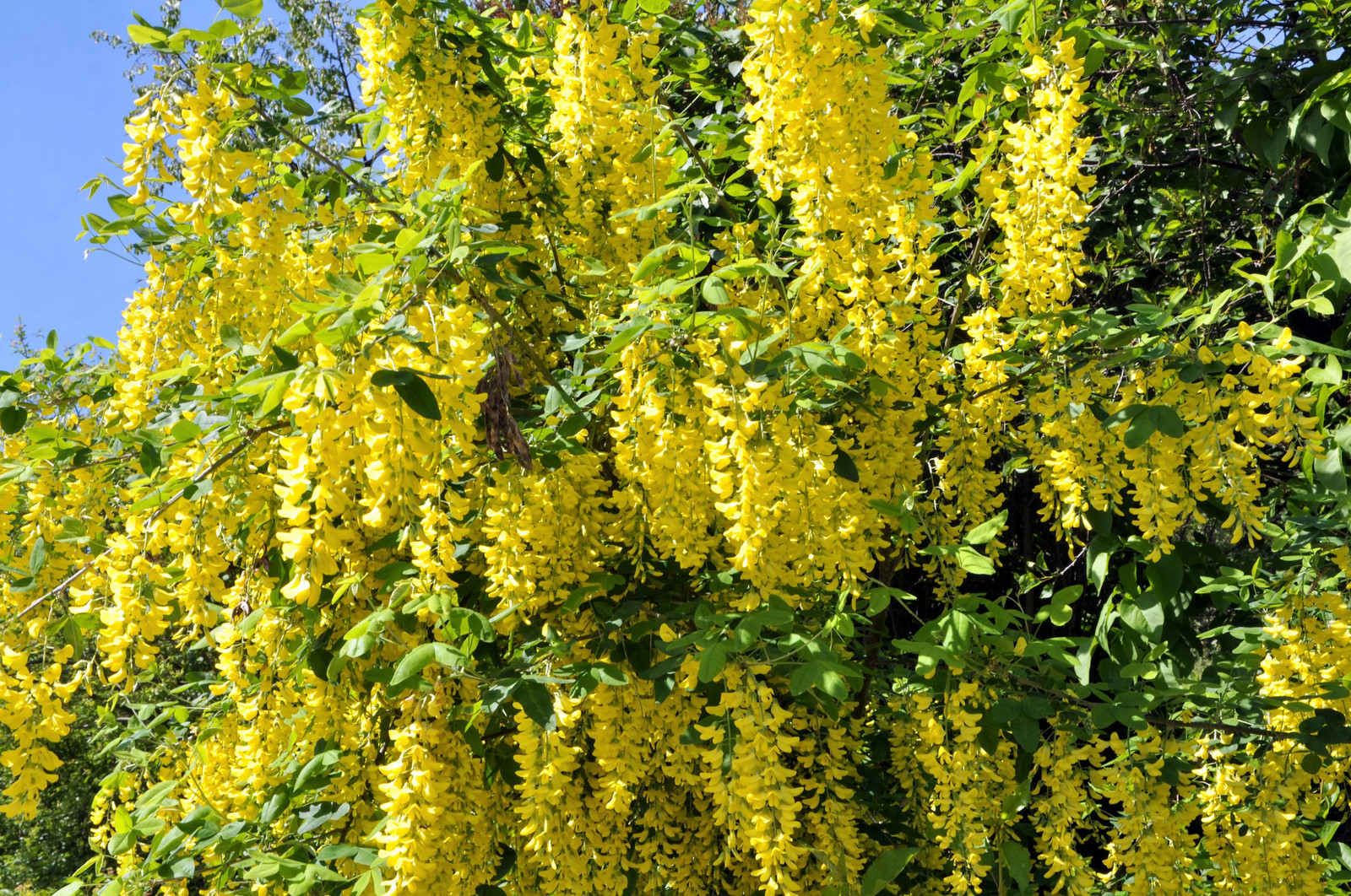 25 SIBERIAN PEASHRUB Caragana Arborescens Peatree Yellow Flower Vegetable Seeds