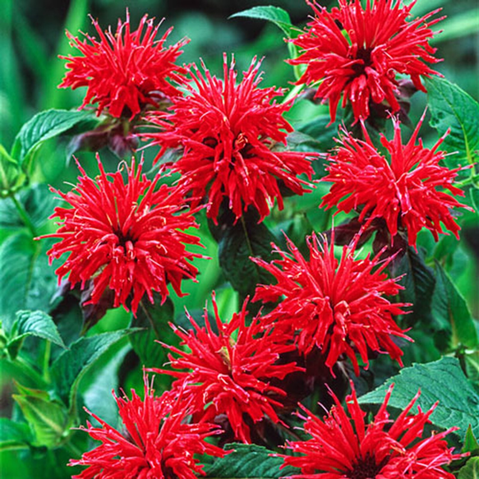 100 Bright Road Bee Balm Seeds Flowers Seed Butterflies Bees Hummingbird US SELL