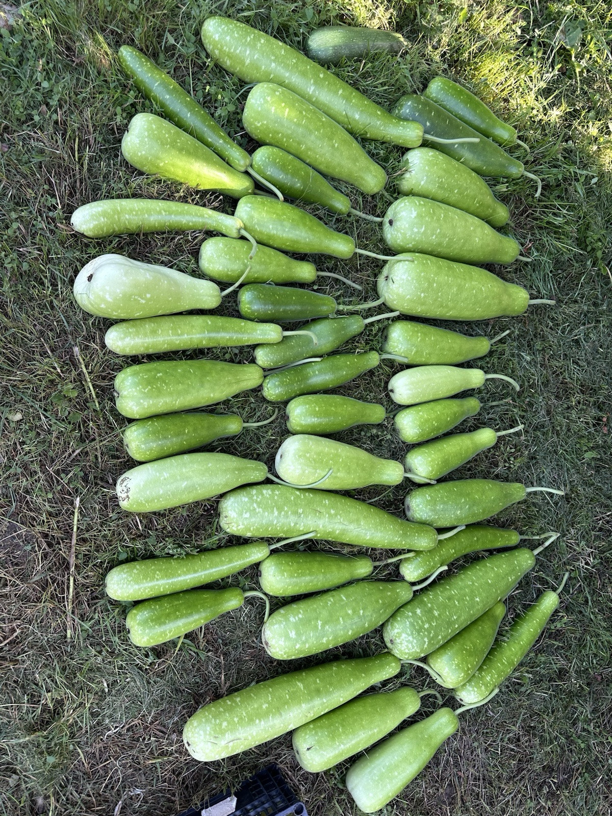 Big Bottle Gourd seeds || Lovely F1 Bangladeshi Lau Seeds || 6 Deshi Lau seeds