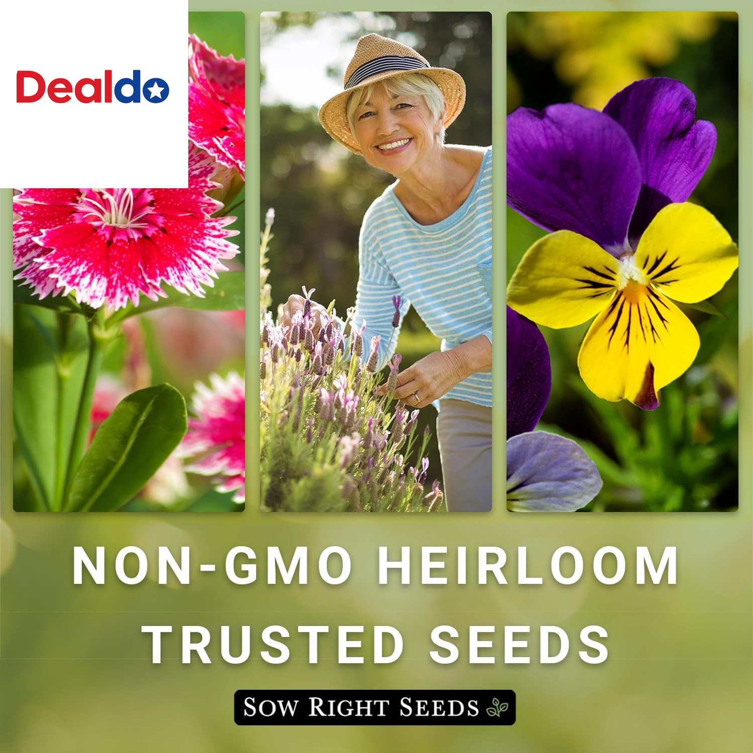 – Wildflowers Seeds Mix for Planting in Northeast – Non-Gmo Heirloom Varieties t
