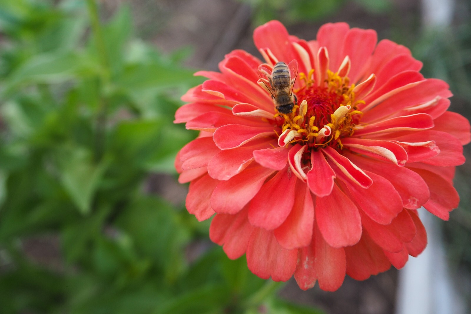 Benary’s Giant Coral Zinnia Seeds Bulk or Packet Size, Organic, High Germination