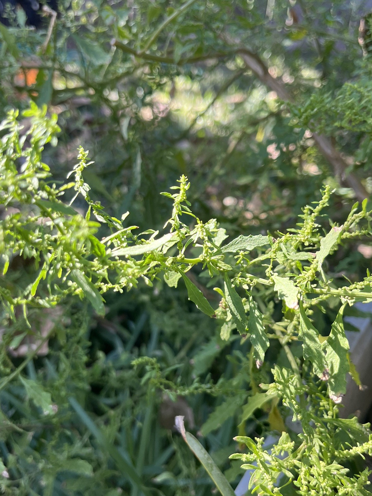 -*500 Epazote Seeds Mastruz Chenopodium Ambrosioides Mexican Herb Non-GMO 🌿